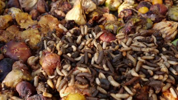 Las Larvas Utilizadas Para Compostaje Desechos Alimentos Domésticos Productos Desecho — Vídeo de stock