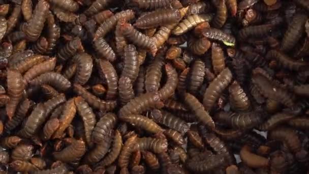 Schwarze Soldaten Fliegen Der Landwirtschaft Insektenfarm Hochwertiges Filmmaterial — Stockvideo