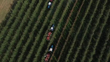 Traktörlü çiftçiler elma bahçesinin üzerinden geçip elma topluyorlar. Meyve hasadı, aero, manzaralı. Yüksek kalite 4k görüntü