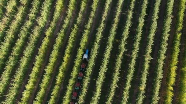 Flygfoto Jordbruksmaskin Plocka Frukt Fruktträdgården Drone Skott Mat Skörd Med — Stockvideo