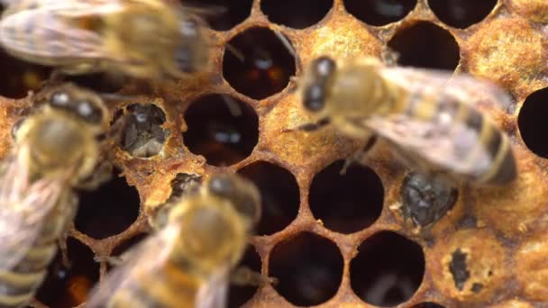 一只蜜蜂出生了 小鸡的窝 蛹到达成蜂从被盖住的细胞中出现的状态 高质量的4K镜头 — 图库视频影像