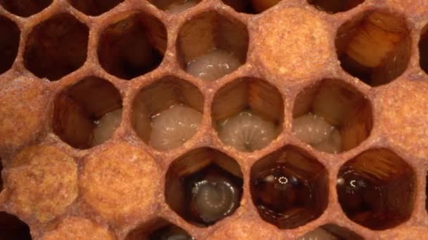 Cría Abejas Huevos Larvas Las Células Cría Cierran Imágenes Alta — Vídeo de stock