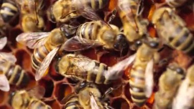 Taraklarda arı poleni depolanmış. Arı ekmeği. Polen, protein ve yağ sağlamak için koloni için gereklidir. Yüksek kalite 4k görüntü
