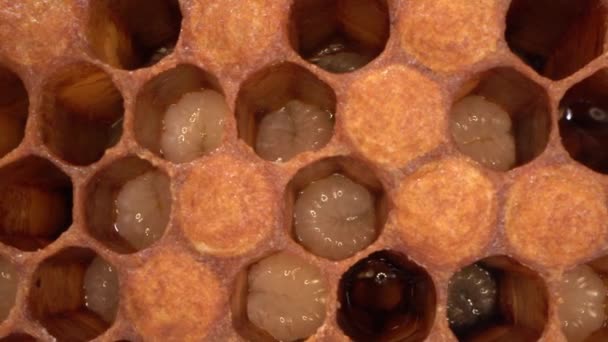 在开放细胞中的蜜蜂幼虫 为瞳孔和盖帽细胞作准备 高质量的4K镜头 — 图库视频影像