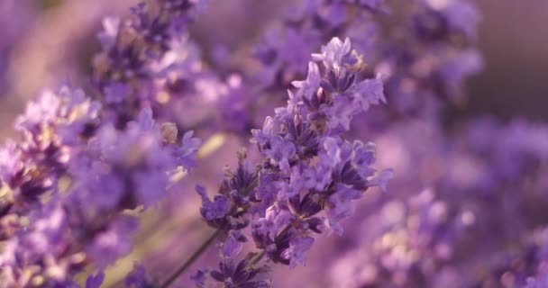 Lavender Flowering Blooming Violet Fragrant Lavender Flowers Field Close High — Vídeo de stock