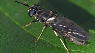 A black soldier fly on a leaf. High quality 4k footage clipart