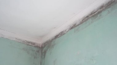 Küf ve Cesaret. Evde küf var. Yüksek kalite 4k görüntü