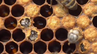 Bir Arının Doğuşu. Pupa, yetişkin arıların kapalı hücreden çıkacakları duruma ulaşır. Yüksek kalite 4k görüntü