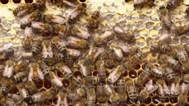 Arılar ve bal. Bal olgunlaştığında, arılar bal peteğini balmumu kapağıyla kapatırlar. Yüksek kalite 4k görüntü