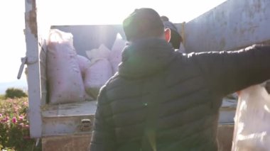 İşçiler toplanan gülleri kamyona yüklüyorlar. Fabrikaya gül yağı üretimi için gönderiliyor. Yüksek kalite 4k görüntü