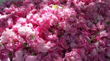 Gerekli yağ, parfüm, hidrolat, çay veya reçel üretimi için gül yaprakları koparıldı. Yüksek kalite 4k görüntü