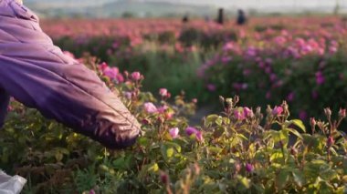 Gül hasadı. Çiçekler atar veya gül yağı üretmek için damıtılır. Yüksek kalite 4k görüntü
