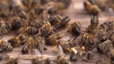 Kovandaki ölü arılar. Koloni Çöküş Bozukluğu. Yüksek kalite 4k görüntü