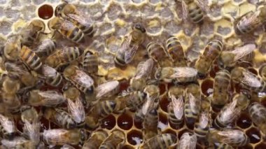 Arılar bal peteğini balmumu kapağıyla kapatırlar. Arı kovanında bal hasadı. Yüksek kalite 4k görüntü