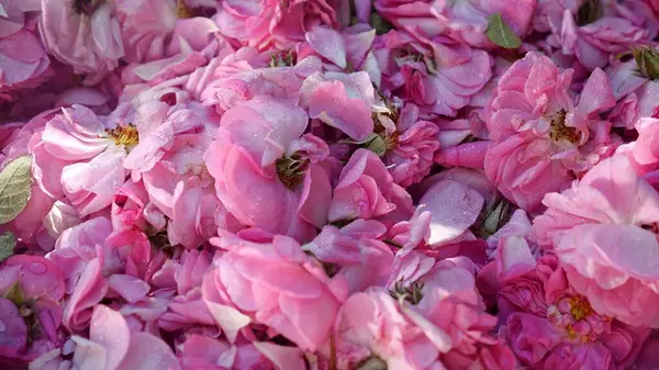 stock image Rose essential oil, extracted from rose petals, is used in perfumes, skincare products, and aromatherapy. High quality photo