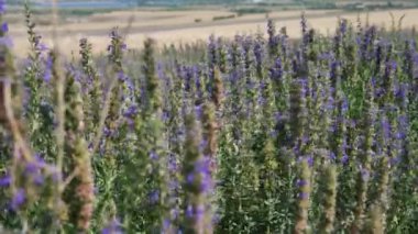 Sahada Hyssop memurları var. Gerekli petrol üretimi için tarım. 