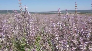 Clary Sage tarlası. Tarımsal alan. Yüksek kalite 4k görüntü