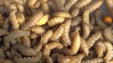 Cırcır böcekleri balmumu güvelerinin tırtıl larvalarıdır. Yüksek kalite 4k görüntü