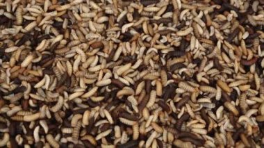 Siyah asker sinekleri yiyecek atıklarını evcil hayvanlara, su ürünlerine ve çiftlik hayvanlarına yem yapar. Yüksek kalite 4k görüntü