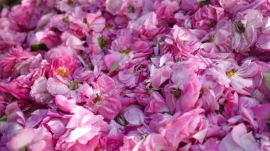 Güzellik, dekor ve Mutfak Sanatları için Gül Yaprakları. Yüksek kalite 4k görüntü