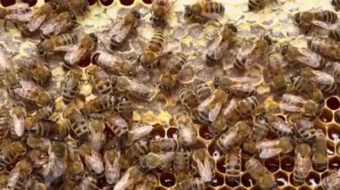 Bal ve arılı bal peteği. Nectar 'dan Honey' e. Yüksek kalite 4k görüntü