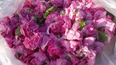 Gül yaprakları tipik olarak çeşitli gül türlerinin yapraklarından elde edilen doğal elzem yağlardır. - Evet. Yüksek kalite 4k görüntü