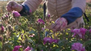 Bulgar gül yağı endüstrisi için hasat zamanı. Yüksek kalite 4k görüntü
