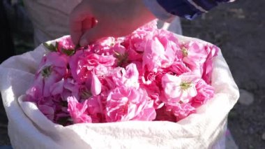Damask Gülü Hasadı. Gül tomurcukları ve taç yapraklarıyla dolu bir çanta. Yüksek kalite 4k görüntü