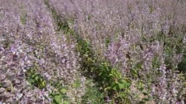 Büyüyen Clary Sage. Keskin bilgelik esaslı yağ üretimi. Yüksek kalite 4k görüntü