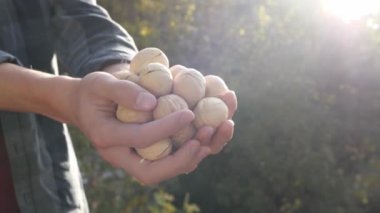 Erkek bir çiftçinin ellerinde olgun ceviz hasadı. Organik tarım yöntemleri. Yüksek kalite 4k görüntü