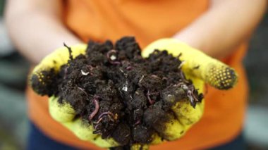 Bir çiftçi elinde kızıl kıvrımlı solucanlar tutuyor. Yüksek kalite 4k görüntü