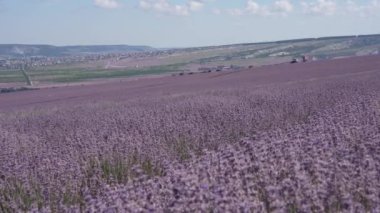 Lavanta tarlası. Hasat makinesiyle birlikte mekanik hasat. Yüksek kalite 4k görüntü
