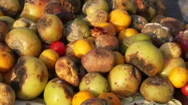 Atık Yiyecekleri Hayvan Yemi 'ne dönüştürmek. Yüksek kalite 4k görüntü