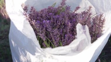 Lavanta çiçeklerini keselim. Büyümek, hasat etmek ve lavantayı korumak. Yüksek kalite 4k görüntü