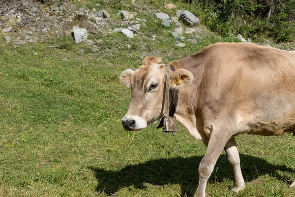 Пасуться Корови Валь Веноста Південний Тіроль Італія — стокове фото