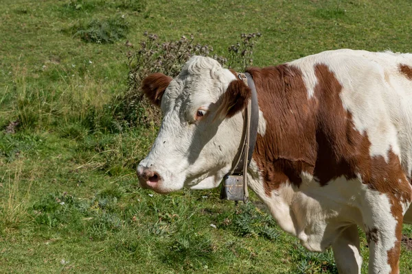 Пасуться Корови Валь Веноста Південний Тіроль Італія — стокове фото