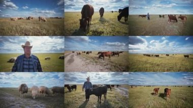 Rancher In A Straw Hat Among A Herd Of Bulls. Cow Farm. Pasture, Animal Husbandry. Split Screen. Cattle. Livestock business. Collage Montage