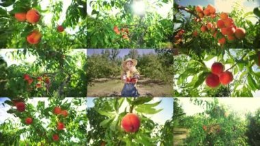 Split Screen Collage Montage Of A Woman Picking Peaches. Call Vegetarianism Vegan. Farming Gardening Harvest. Agribusiness Agriculture Concept. Successful Woman. Orchard.