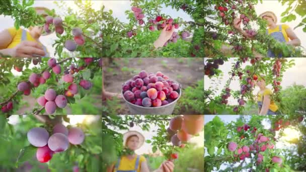 Gardening Harvest Agribusiness Agriculture Concept Successful Woman Orchard Split Screen — Vídeo de Stock