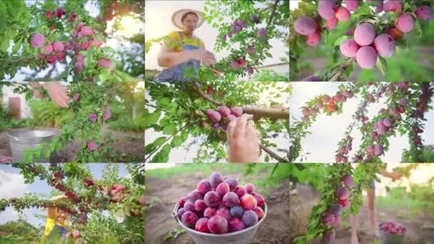 Montaggio Collage Una Donna Che Raccoglie Prugne Raccolta Giardinaggio Agribusiness — Video Stock
