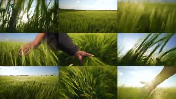 农科学院 农民田间小麦收获 农业综合企业概念 一个男商人的手 一个大丰收的谷物 分屏蒙太奇 — 图库视频影像