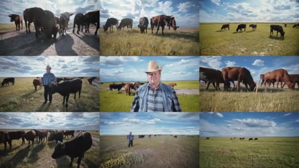 Collage Montage Rancher Straw Hat Herd Bulls Cow Farm Pasture — ストック動画