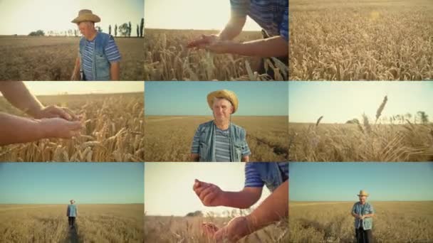 Farming Agribusiness Concept Zemědělství Farmářovy Ruce Muž Slamáku Rozdělit Obrazovku — Stock video
