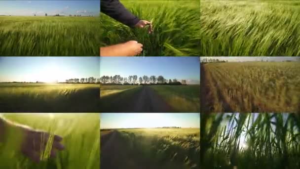農業用コラージュ ファーマーズフィールド小麦収穫 農業ビジネスの概念 男性ビジネスマンの手 穀物の大きな収穫 分割画面モンタージュ — ストック動画