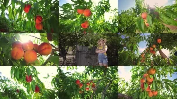 Montaggio Del Collage Una Donna Che Raccoglie Pesche Chiamare Vegetarianismo — Video Stock