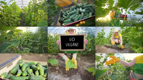 Agribusiness Agriculture Concept Επιτυχημένη Γυναίκα Διαχωρισμένη Οθόνη Κολάζ Μοντάζ Μιας — Αρχείο Βίντεο
