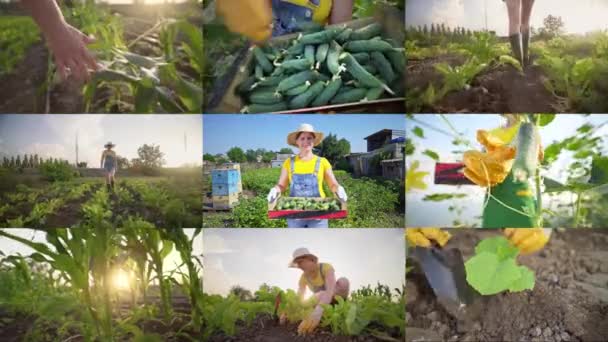 Colagem Tela Dividida Montagem Uma Mulher Escolhendo Pepinos Chame Vegetarianismo — Vídeo de Stock