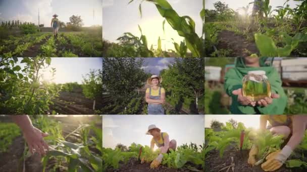 コラージュモンタージュ農家の女性 トウモロコシ畑の収穫 農業の概念 手に蜂蜜 成功した女性 ホームファーム 分割画面 — ストック動画
