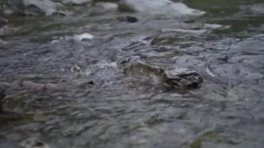 Spawning Season, Fish Lays Eggs. Females And Males Fertilization Of Eggs, Procreation. River Fish Breeding, Mating Season. Conception, Birth Of A New Life Survival. Group Of Fish River Stones Water