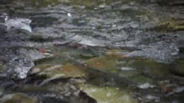 Spawning Season, Fish Lays Eggs. Females And Males Fertilization Of Eggs, Procreation. River Fish Breeding, Mating Season. Conception, Birth Of A New Life Survival. Group Of Fish River Stones Water